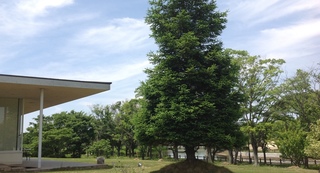 casa20180517_1.jpg